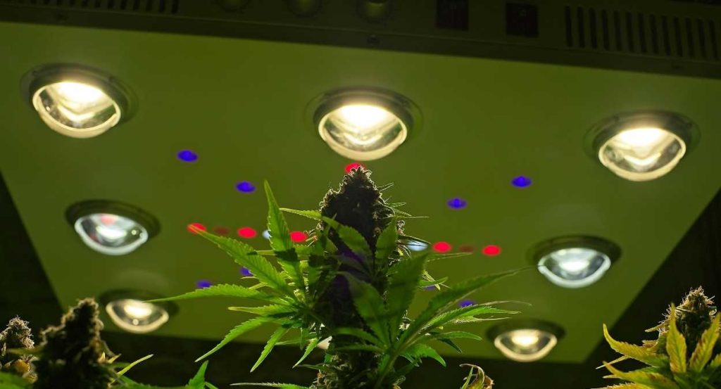 BEST LED LIGHTS FOR CANNABIS
