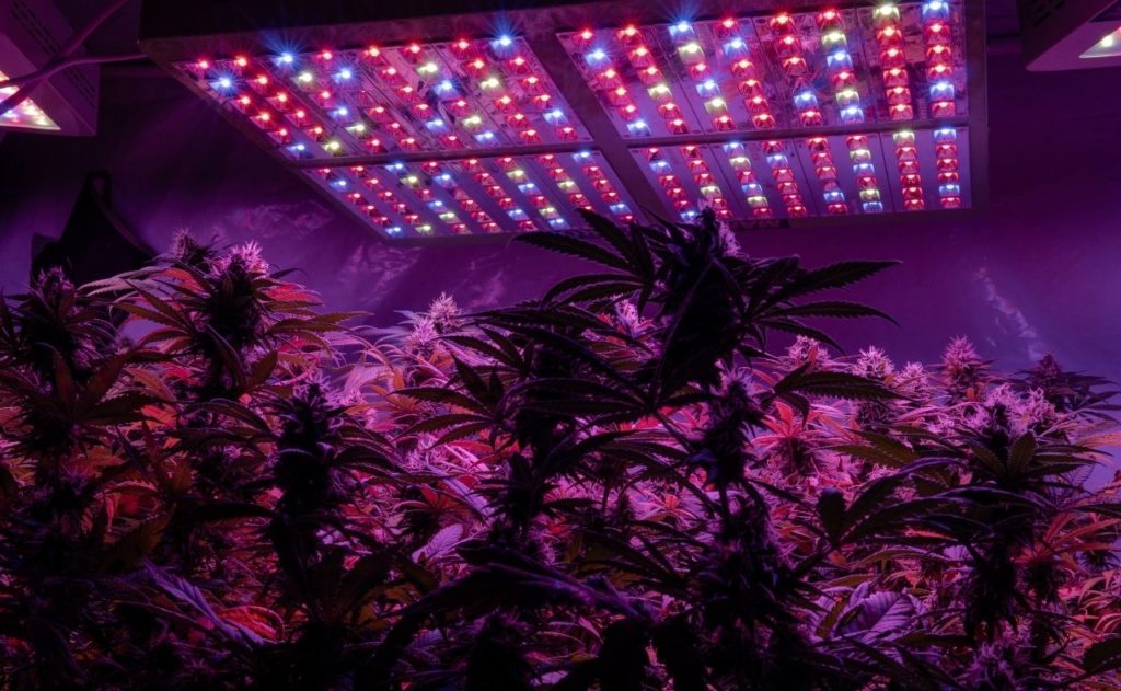 Cannabis led lights