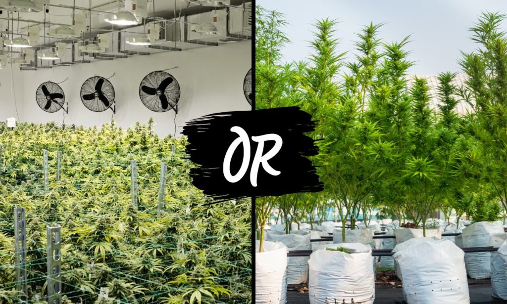 Indoor Cannabis Or Outdoor Cannabis